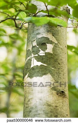 Tree trunk with shadows of leaves on it, close-up View Large Photo Image Stock Photograph - Tree trunk with shadows of leaves on it, close-up. Fotosearch