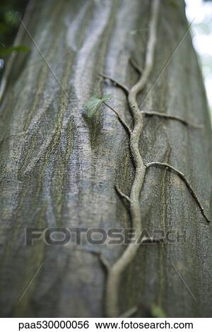 Tree trunk with vine growing up it, close-up View Large Photo Image Stock Photograph - Tree trunk with vine growing up it, close-up. Fotosearch