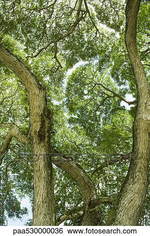 Stock Photograph - Twisted tree trunks. Fotosearch
