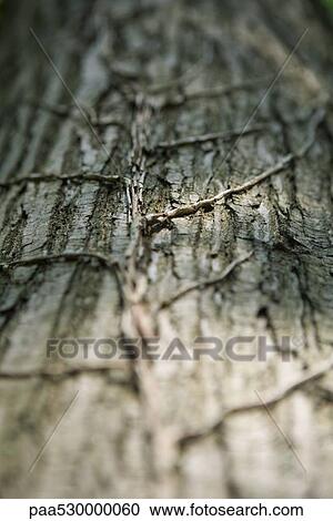 Vines growing on tree trunk View Large Photo Image Stock Image - Vines growing on tree trunk. Fotosearch