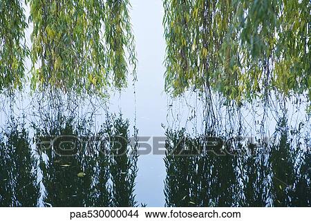 Weeping willow hanging over water with reflection in water View Large Photo Image Picture - Weeping willow hanging over water with reflection in water. Fotosearch