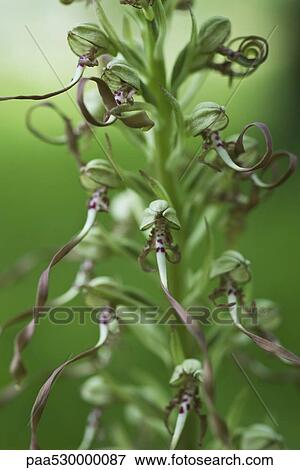 Stock Photo - Wild orchid, close-up. Fotosearch