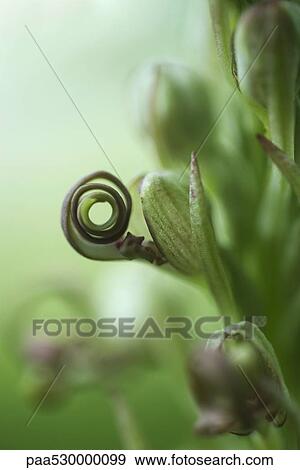 Wild orchid, extreme close-up View Large Photo Image Stock Photo - Wild orchid, extreme close-up. Fotosearch