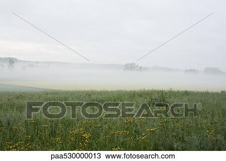Stock Image - Wildflowers in meadow, fog in background. Fotosearch