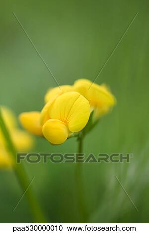Stock Image - Yellow wallflower, close-up, selective focus. Fotosearch