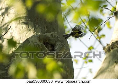 Stock Photograph - Bananaquit (Coereba flaveola) flying near tree. Fotosearch