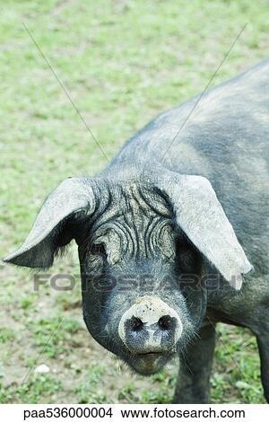 Black pig looking at camera View Large Photo Image Picture - Black pig looking at camera. Fotosearch
