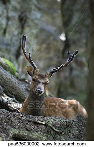 Stock Image - Buck looking at camera. Fotosearch