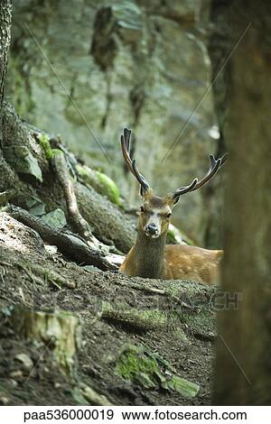 Buck looking over tree roots View Large Photo Image Stock Photo - Buck looking over tree roots. Fotosearch