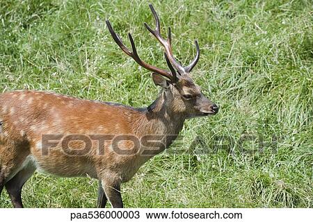 Buck walking on grass View Large Photo Image Stock Image - Buck walking on grass. Fotosearch