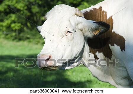 Cow, close-up View Large Photo Image Stock Image - Cow, close-up. Fotosearch