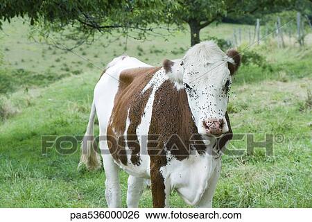 Cow covered by flies View Large Photo Image Stock Photograph - Cow covered by flies. Fotosearch