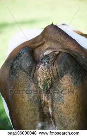 Cow's filthy rump, close-up View Large Photo Image Stock Photo - Cow's filthy rump, close-up. Fotosearch