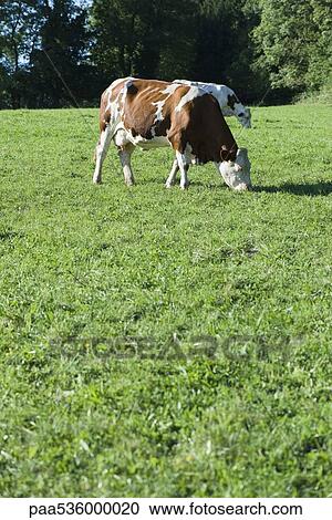 Stock Image - Cows grazing in field. Fotosearch