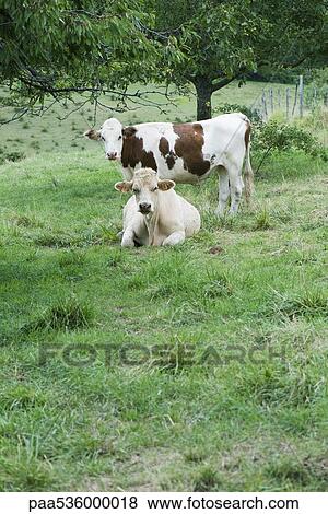 Cows in a field View Large Photo Image Stock Photo - Cows in a field. Fotosearch