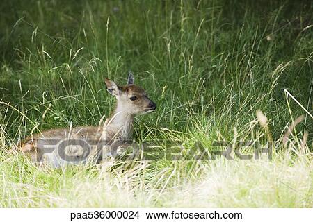Fawn lying down in grass View Large Photo Image Picture - Fawn lying down in grass. Fotosearch