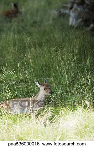 Fawn lying down in grass View Large Photo Image Stock Photograph - Fawn lying down in grass. Fotosearch
