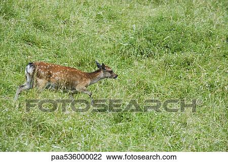 Fawn walking through meadow View Large Photo Image Stock Image - Fawn walking through meadow. Fotosearch