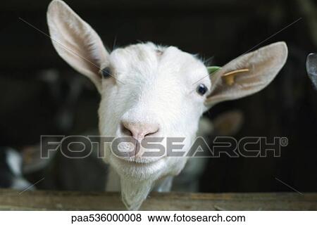 Goat looking at camera View Large Photo Image Stock Photo - Goat looking at camera. Fotosearch