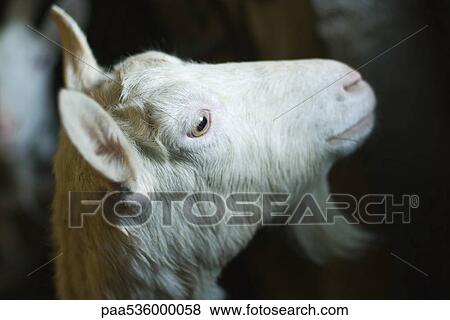Stock Photo - Goat looking away, close-up. Fotosearch
