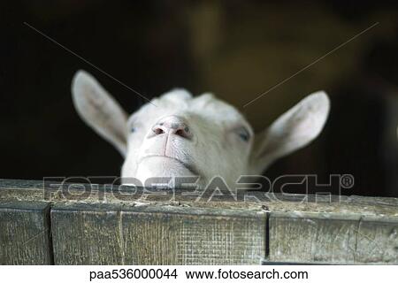 Goat looking over barn door View Large Photo Image Picture - Goat looking over barn door. Fotosearch