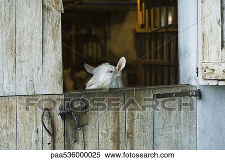 Goat looking over barn door View Large Photo Image Stock Photography - Goat looking over barn door. Fotosearch