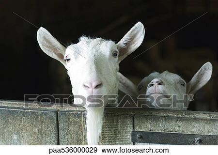 Goats looking over barn door View Large Photo Image Stock Photo - Goats looking over barn door. Fotosearch