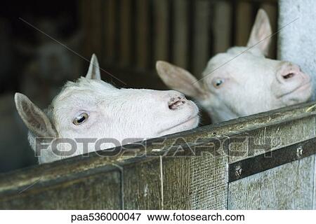 Goats looking over barn door View Large Photo Image Stock Photo - Goats looking over barn door. Fotosearch
