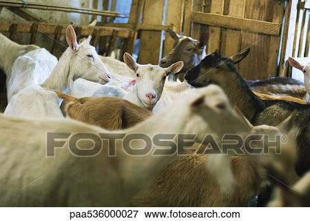 Herd of goats in barn View Large Photo Image Stock Photo - Herd of goats in barn. Fotosearch