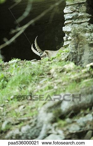 Ibex hiding behind hill View Large Photo Image Stock Image - Ibex hiding behind hill. Fotosearch