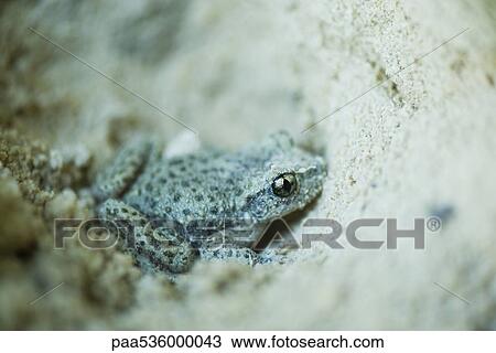 Stock Image - Midwife toad (Alytes obstetricans) in the sand. Fotosearch