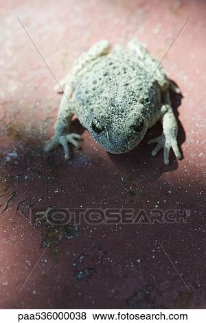 Midwife toad (Alytes obstetricans) on cracked red surface View Large Photo Image Stock Photo - Midwife toad (Alytes obstetricans) on cracked red surface. Fotosearch