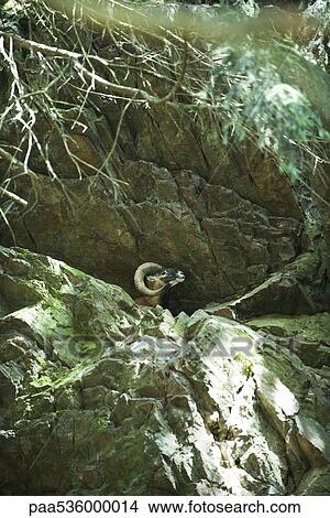 Picture - Mouflon in rocky terrain. Fotosearch