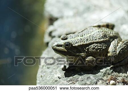 Natterjack toad basking on rock View Large Photo Image Stock Image - Natterjack toad basking on rock. Fotosearch