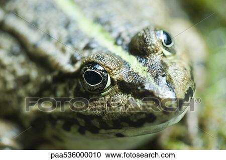 Natterjack toad, close-up View Large Photo Image Stock Image - Natterjack toad, close-up. Fotosearch