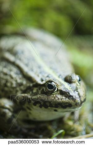 Natterjack toad, close-up View Large Photo Image Stock Image - Natterjack toad, close-up. Fotosearch