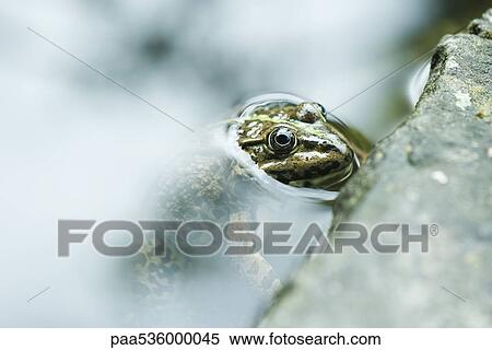 Stock Photography - Natterjack toad emerging from water. Fotosearch