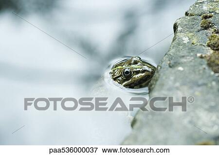 Natterjack toad floating, head above water View Large Photo Image Stock Photo - Natterjack toad floating, head above water. Fotosearch