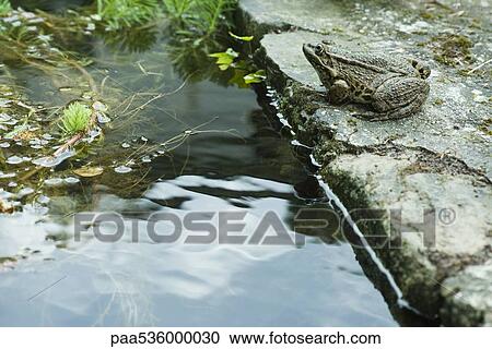 Natterjack toad sitting by water View Large Photo Image Stock Image - Natterjack toad sitting by water. Fotosearch