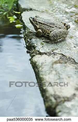 Stock Photography - Natterjack toad sitting next to water. Fotosearch