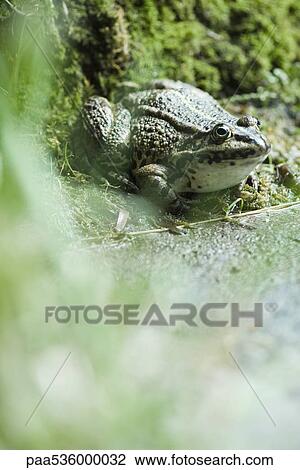 Natterjack toad View Large Photo Image Stock Image - Natterjack toad. Fotosearch