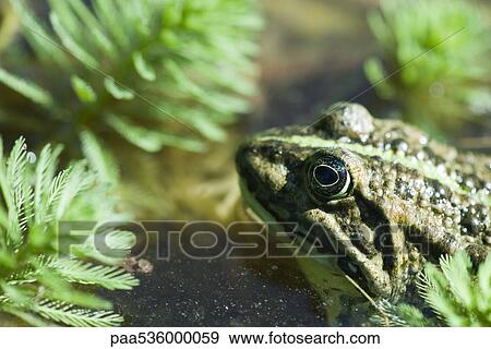 Natterjack toad swimming among parrotfeather plants View Large Photo Image Stock Photo - Natterjack toad swimming among parrotfeather plants. Fotosearch
