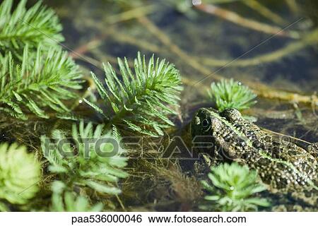 Stock Photograph - Natterjack toad swimming by parrotfeather plants. Fotosearch