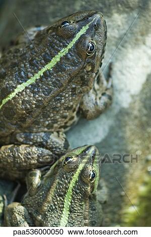Natterjack toads, directly above View Large Photo Image Stock Image - Natterjack toads, directly above. Fotosearch