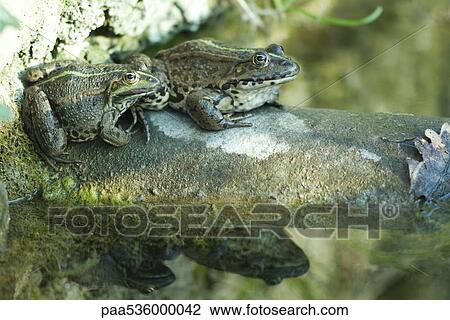 Natterjack toads sitting on rock, reflections in water View Large Photo Image Stock Image - Natterjack toads sitting on rock, reflections in water. Fotosearch