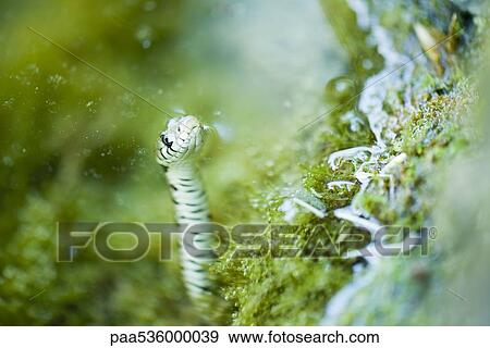 Northern water snake floating, tip of nose above water View Large Photo Image Stock Photo - Northern water snake floating, tip of nose above water. Fotosearch