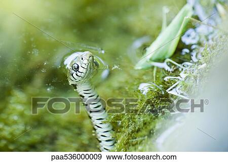 Northern Water Snake (Nerodia sipedon) hunting grasshopper View Large Photo Image Stock Photo - Northern Water Snake (Nerodia sipedon) hunting grasshopper. Fotosearch