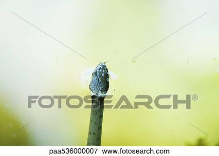 Northern water snake poking head out of water View Large Photo Image Stock Photo - Northern water snake poking head out of water. Fotosearch