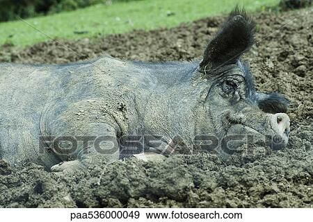 Pig lying in mud View Large Photo Image Stock Photo - Pig lying in mud. Fotosearch