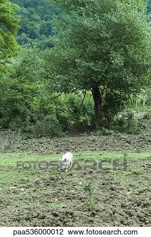 Stock Image - Pig walking in field. Fotosearch